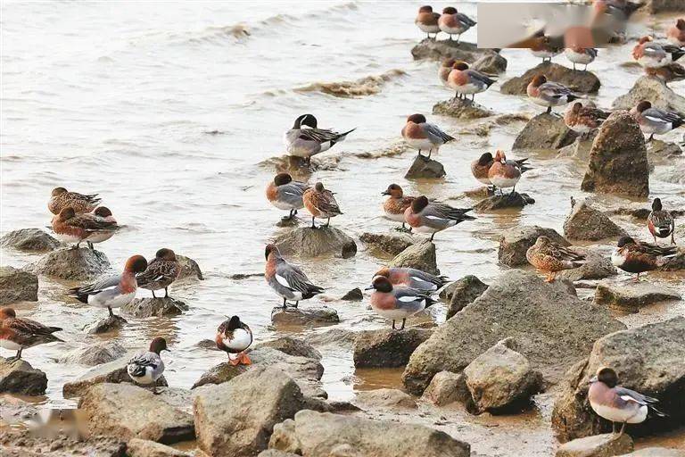 “護(hù)鳥心切”超暖心！深圳各大海濱公園為候鳥關(guān)燈引網(wǎng)友點(diǎn)贊（圖說：越冬的候鳥在深圳灣公園棲息）.jpeg